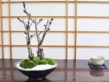 Amazon.co.jp: 盆栽妙 桜盆栽 桜の2本立ち さかずきの器 鉢植え